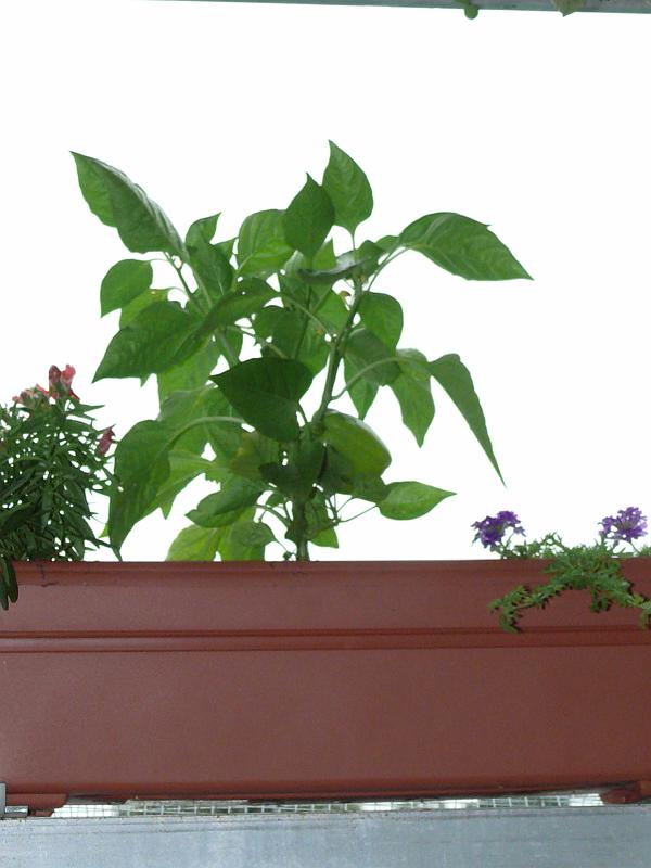P1150221.JPG - Two other window boxes have sweet pepper plants and flowers.